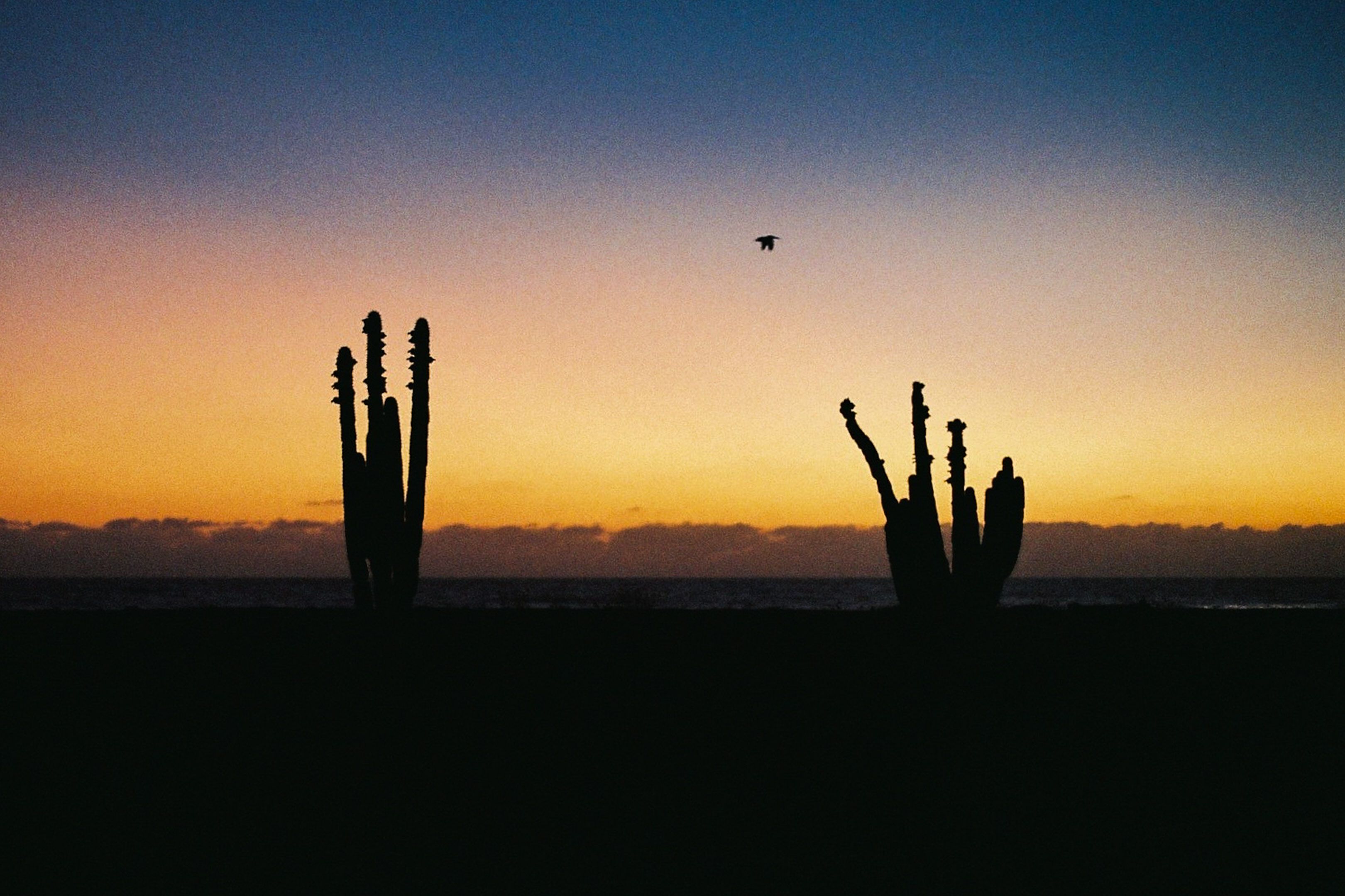 Two cactus, a bird an sunset in Mexico